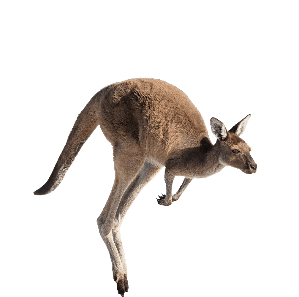 Education opportunities in Australia